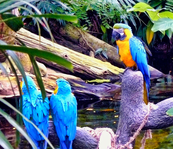 Blue and Yellow Mccaw - Moody Gardens...