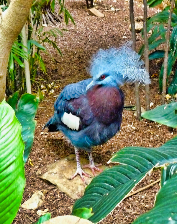 Victoria Crowned Pigeon - L.R. Zoo...