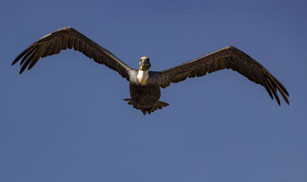 Pelican flew right over my head - makes his beak l...