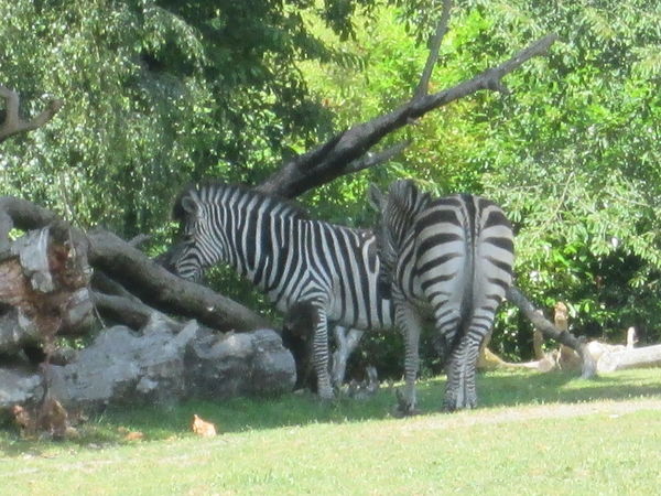 Pair of zebra...