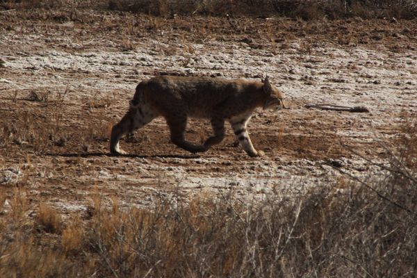 bobcat on the prowl....