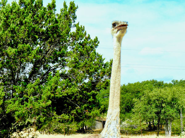 Ostrich - Fossil Rim wildlife Refuge...