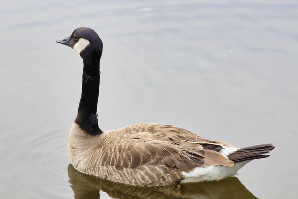 Canadian Goose - Raymond Gary State Park...