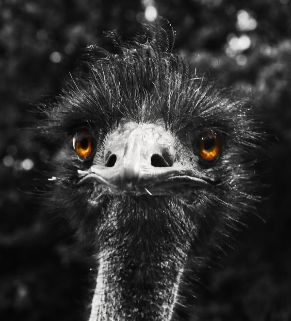 Emu - Wild Wilderness Reserve Drive Through....