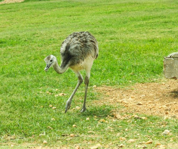Juvenile Emu - Wild Wilderness Reserve...