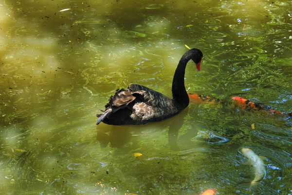 Black Swan and Koi Fish - L.R. Zoo...