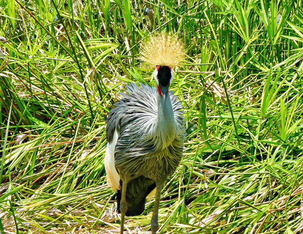 Crested Crane - L.R. Zoo...