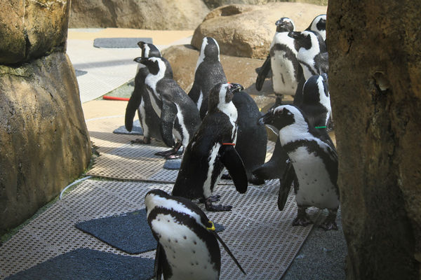 African Penguins - L.R. Zoo...