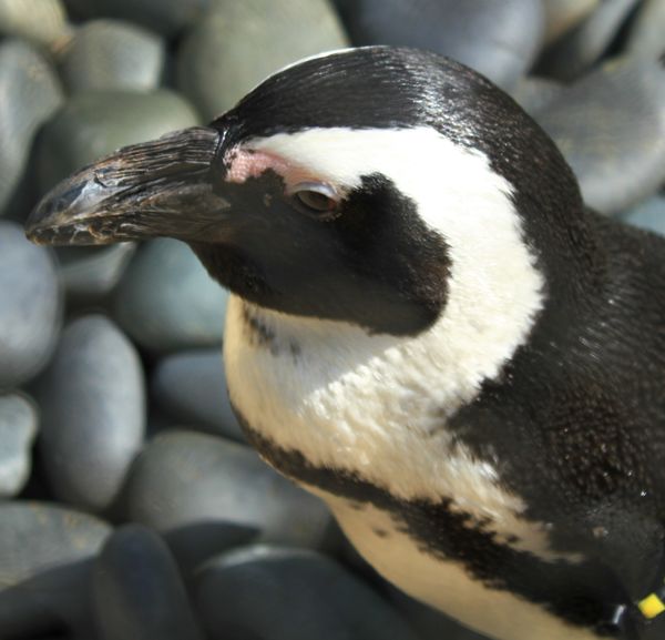 African Penguin - L.R. Zoo...
