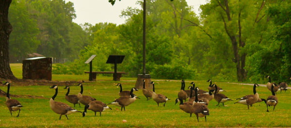 Flock of Canadian Geese in a light Rain - Lake Dar...