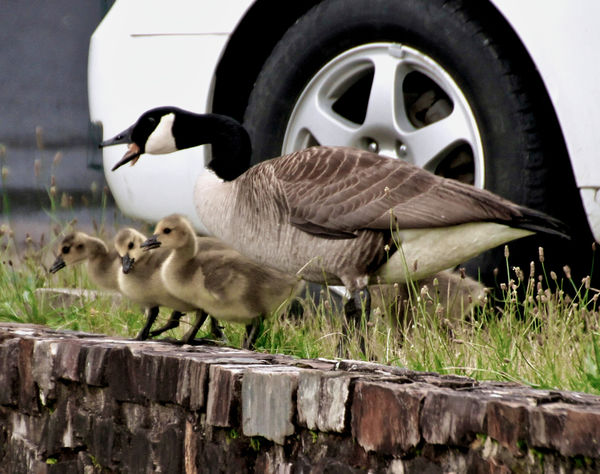 Canadian Goose and Goslings - Lake Catherine State...