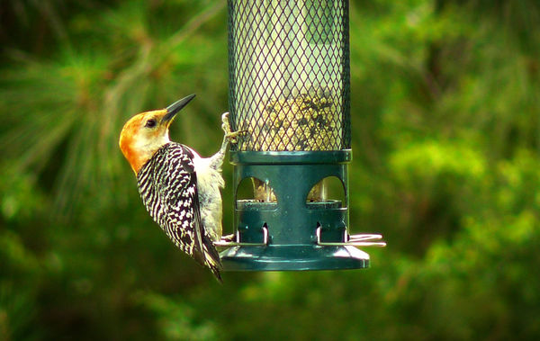 Red Bellied Woodpecker - My Yard...
