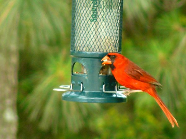 Cardinal Male - My Yard...