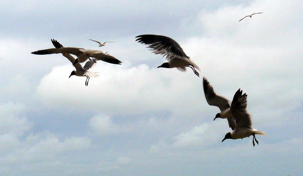 Laughing Gulls in Flight - Corpus Christi...