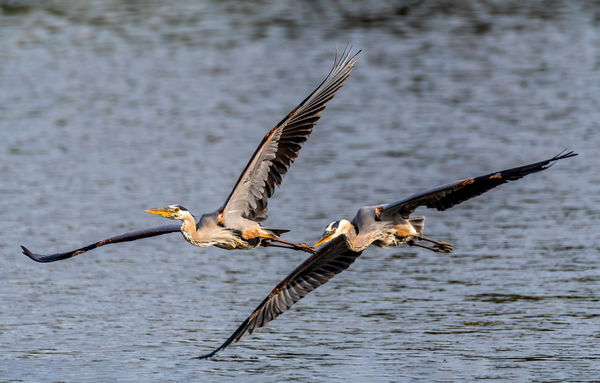 Great Blue Heron Chase...