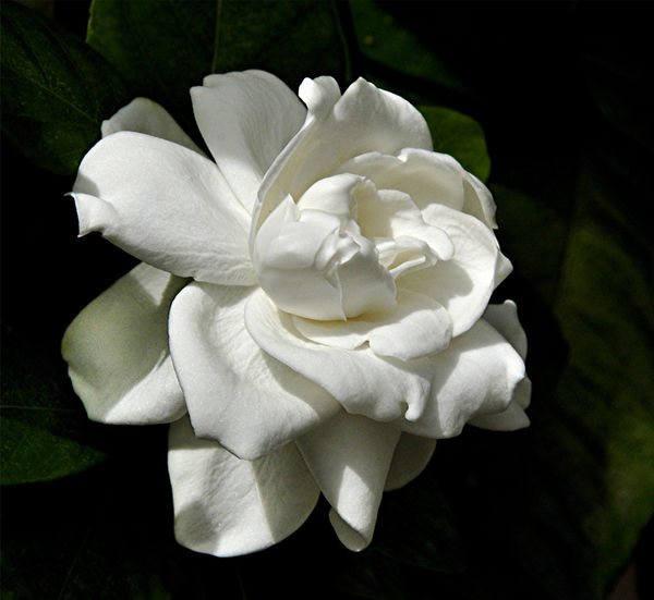 A Soft White Gardenia...
