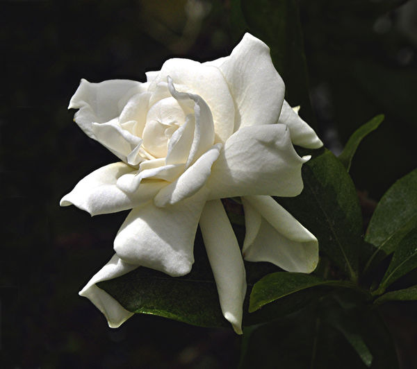 A White Gardenia Even Softer...