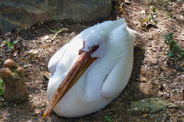 Resting White Pelican - L.R. Zoo...