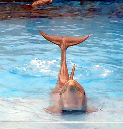 Dolphin - Texas State Aquarium...