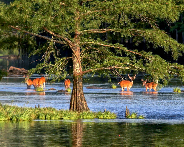 White Tail Deer - Beavers Bend State Park...