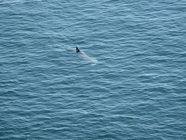 Whale shark  off Monhegan Island, Maine...