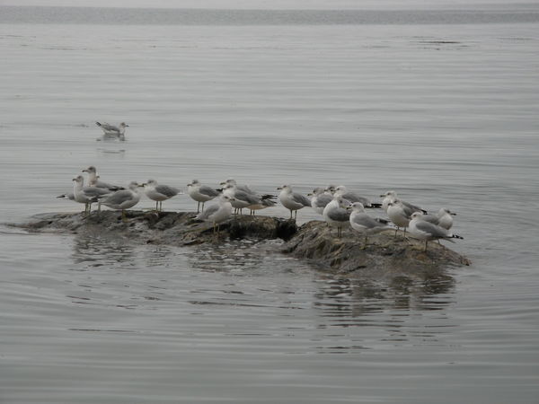Seagulls on a rock - Freeport, Maine...