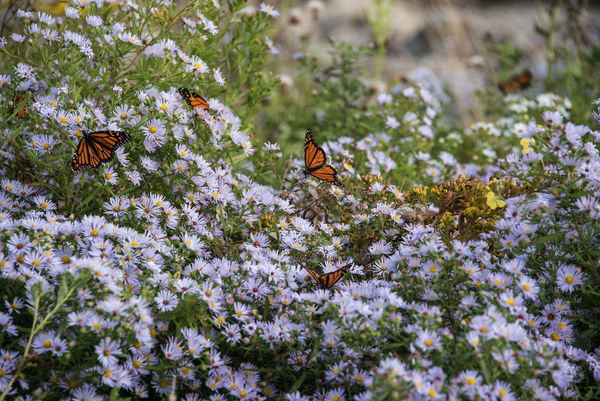 Monarch butterflies - Bristol, Maine...