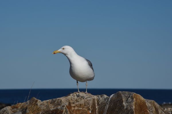 Seagull - New Hampshire coast...