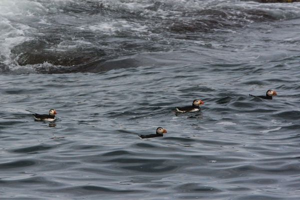 Atlantic puffins - off the Maine coast...