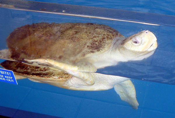 Young Sea Turtle - Texas State Aquarium...