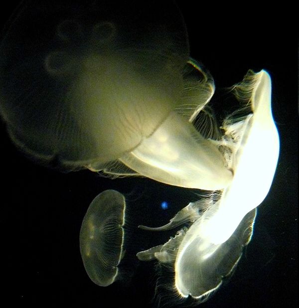Jelly Fish - Texas State Aquarium...