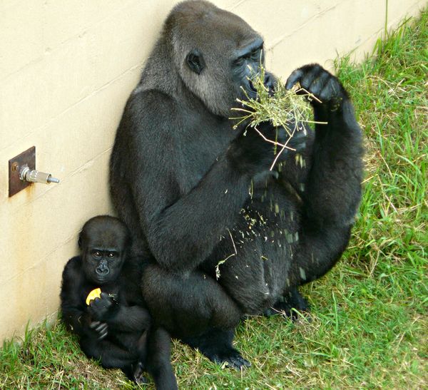 Lowland Gorilla and Her Baby - L.R. Zoo...