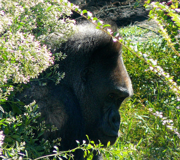 Male Siverback Gorilla attempting to hide in the S...