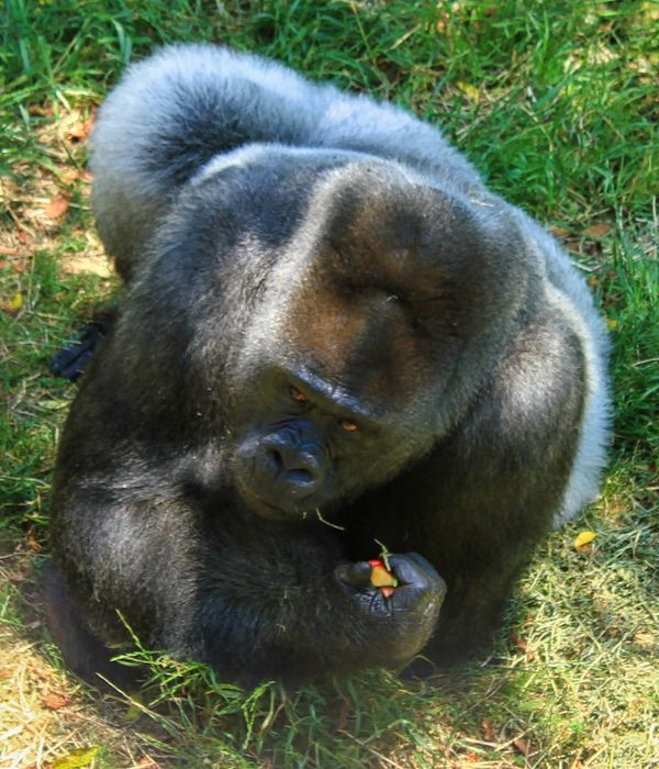 Female Silverback Gorilla - L.R. Zoo...