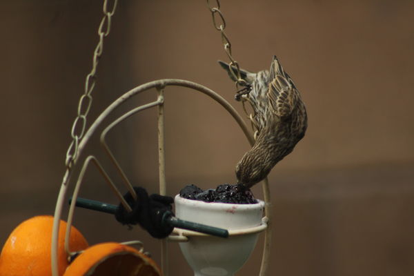 finch doing some acrobatics to get to the grape je...
