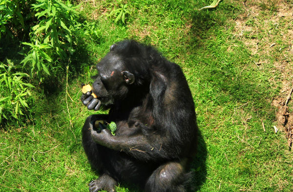 Chimpanzee with a snack - L.R. Zoo...