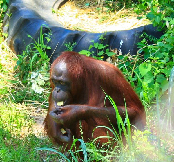 Orangutan - L.R. Zoo...
