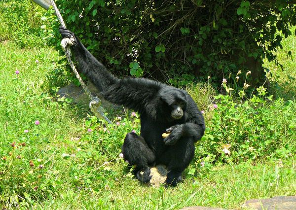 Siamang Gibbon - L.R. Zoo...