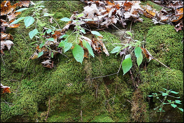 6. A mossy bank....