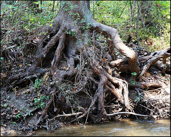 7. A lot of roots!...
