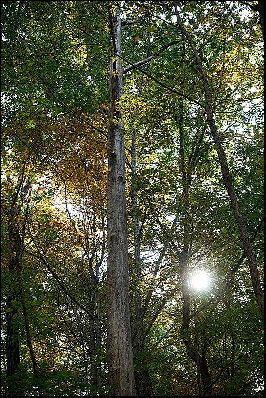 9. The sun peeking thru the trees....