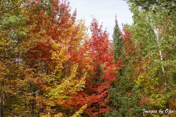 Ottawa Valley Fall Colours Part 1: I haven't posted in a while. Great ...