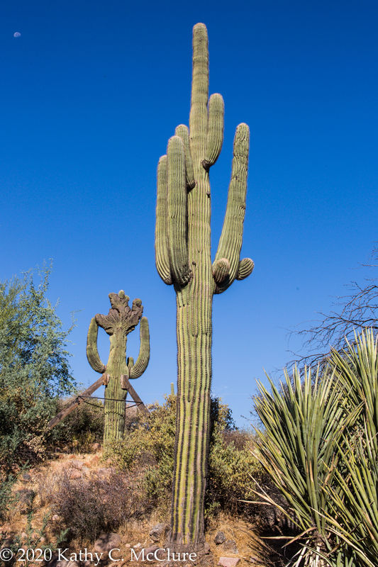 The saguaro in front is naturally there.  The cres...