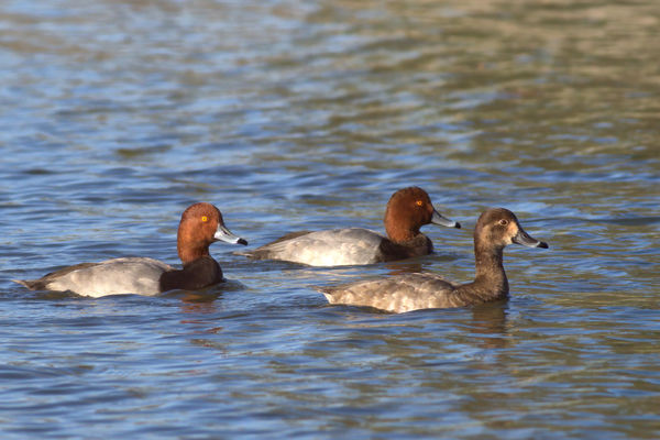 2 male & 1 female Redhead Duck...