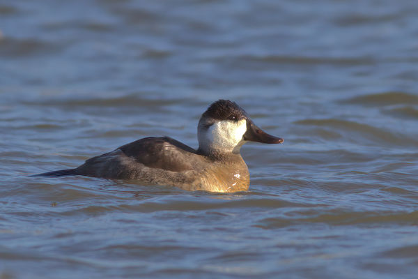 Male Ruddy Duck(winter colors)...