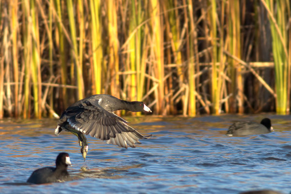 American Coot (check the feet)...