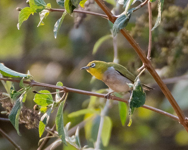 Swinhoe's White-eye, formerly known as Japanese Wh...