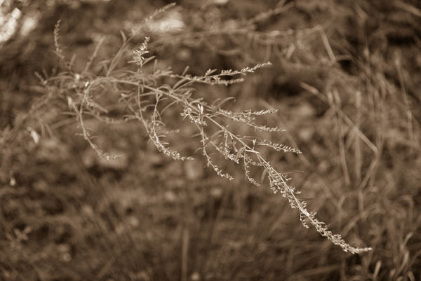 Simple weed - sepia transformed it...