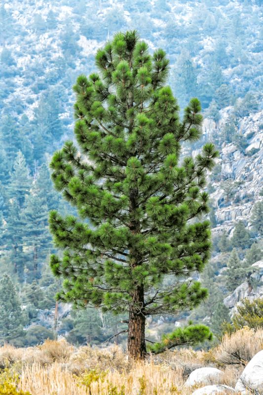Pine Tree...