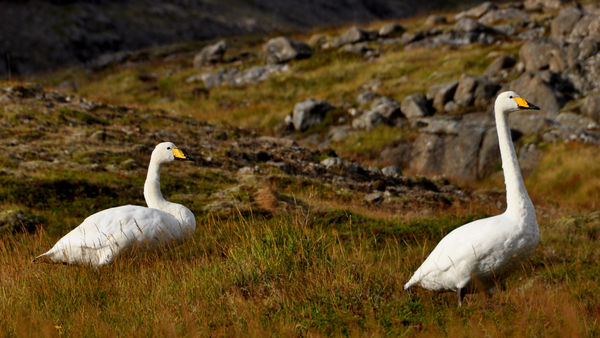6 - Icelandic  geese...